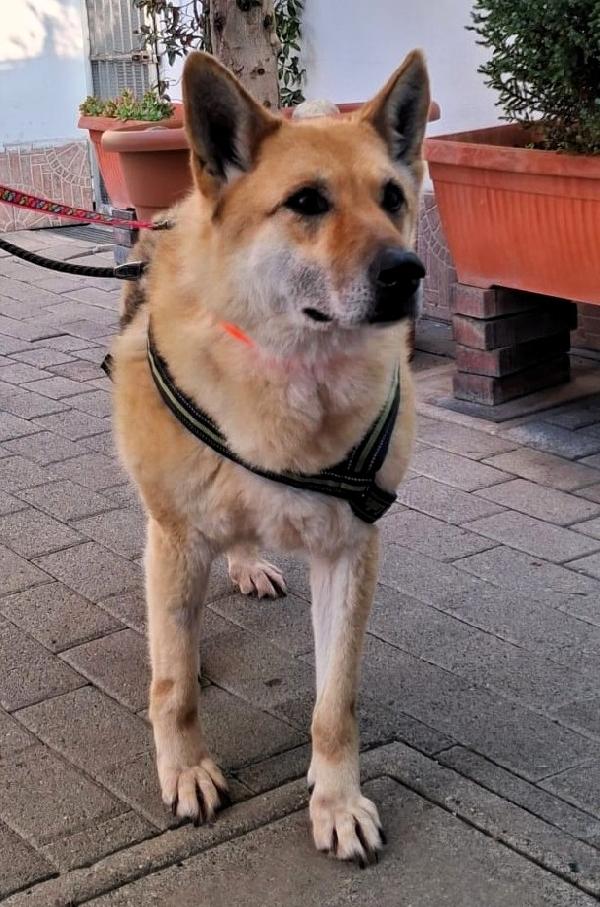 LUPA BELLISSIMA DIVERSAMENTE CUCCIOLA Foto 2